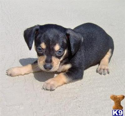 Mixed Breed Puppies for Sale